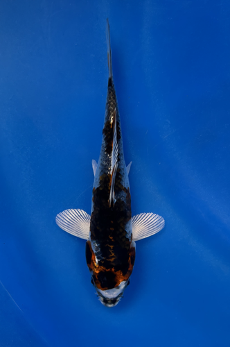 DoMeGe　koi-hotaru fusion Doitsu Metallic Ochiba 21″ – 240368021 – Sacramento Koi