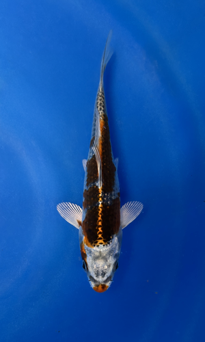 This 18cm Kujaku from Ikarashi Toshinobu Koi farm has a metallic red and white pattern. This 18cm Kujaku from Ikarashi Toshinobu Koi farm has a metallic red and white pattern.