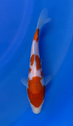This 23cm Kohaku from Ikarashi Toshinobu Koi Farm has beautiful red and white scales. This 23cm Kohaku from Ikarashi Toshinobu Koi Farm has beautiful red and white scales.