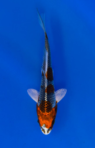 This 15cm Kujaku from Ikarashi Toshinobu Koi farm has a metallic red and white pattern. This 15cm Kujaku from Ikarashi Toshinobu Koi farm has a metallic red and white pattern.