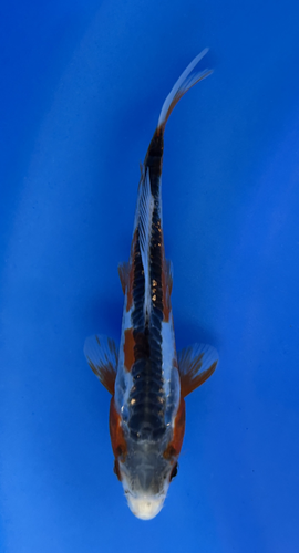 This 20cm Shusui from Ikarashi Toshinobu Koi farm has a stunning red and white pattern. This 20cm Shusui from Ikarashi Toshinobu Koi farm has a stunning red and white pattern.