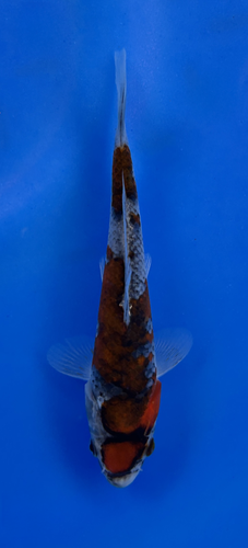 This 19cm Goshiki from Ikarashi Toshinobu Koi farm has shinning red and black scales with a red spot on its head. This 19cm Goshiki from Ikarashi Toshinobu Koi farm has shinning red and black scales with a red spot on its head.