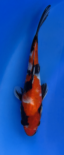 This 24cm Showa from Marusei Koi farm has a vibrant mix pattern of white, red, and black pattern. This 24cm Showa from Marusei Koi farm has a vibrant mix pattern of white, red, and black pattern.