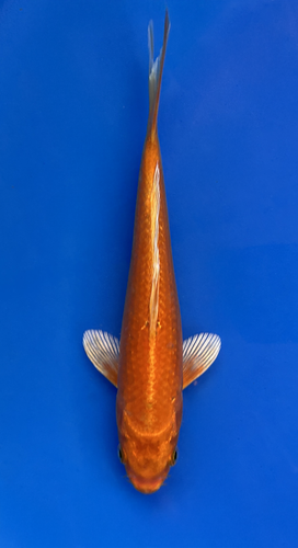 This 20cm Bengi Ogon from Marusei Koi farm has a stunning beni and sumi scales. This 20cm Bengi Ogon from Marusei Koi farm has a stunning beni and sumi scales.