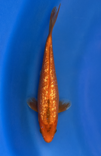 This 23cm Ginrin Benigoi from Marusei Koi farm has a shinning beni pattern. This 23cm Ginrin Benigoi from Marusei Koi farm has a shinning beni pattern.