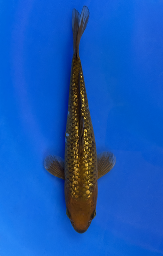 This 23cm Ginrin Chagoi from Marusei Koi farm has a shinning tan scales. This 23cm Ginrin Chagoi from Marusei Koi farm has a shinning tan scales.