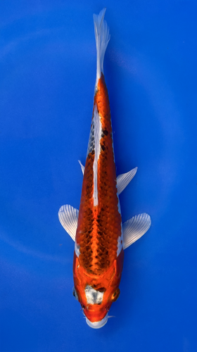 This 22cm Kujaku from Marusei Koi has a stunning metallic pattern. This 22cm Kujaku from Marusei Koi has a stunning metallic pattern.