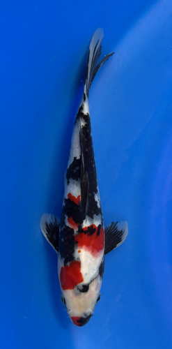 This 25cm Showa from Marusei Koi farm has a vibrant mix pattern of white, red, and black pattern. This 25cm Showa from Marusei Koi farm has a vibrant mix pattern of white, red, and black pattern.