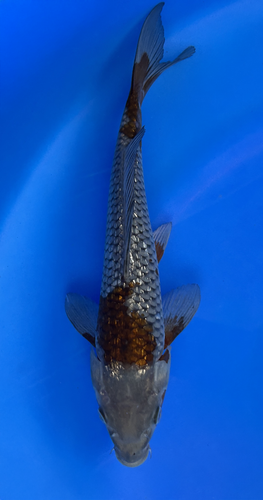 This 30cm Ginrin Ochiba from Marusei Koi farm has a shinning silver and yellow pattern. This 30cm Ginrin Ochiba from Marusei Koi farm has a shinning silver and yellow pattern.