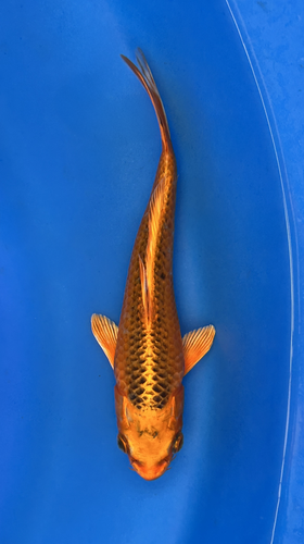 This 20cm Aka Kin Matsuba from Marusei Koi farm has a metallic beni pattern. This 20cm Aka Kin Matsuba from Marusei Koi farm has a metallic beni pattern.