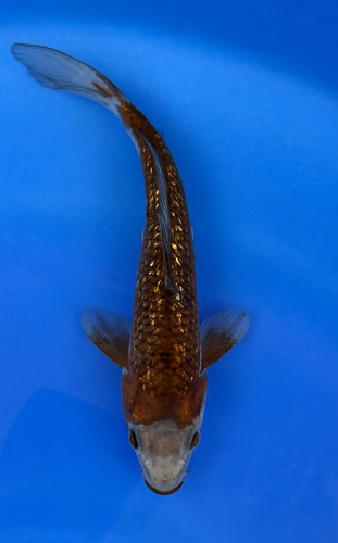 This 20cm Ginrin Ochiba from Marusei Koi farm has a shinning silver and yellow pattern. This 20cm Ginrin Ochiba from Marusei Koi farm has a shinning silver and yellow pattern.