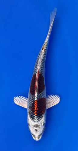 This 23cm Kujaku from Marusei Koi has a stunning metallic pattern. This 23cm Kujaku from Marusei Koi has a stunning metallic pattern.