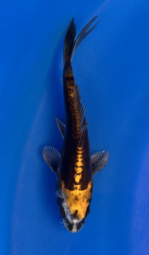 This 16cm Beni Kikokuryu from Marusei koi farms has stunning orange and black scales This 16cm Beni Kikokuryu from Marusei koi farms has stunning orange and black scales