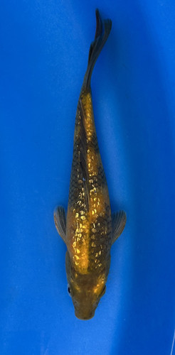 This 19cm Ginrin Ki Utsuri from Marusei Koi farm has a ki and sumi shinning pattern. This 19cm Ginrin Ki Utsuri from Marusei Koi farm has a ki and sumi shinning pattern.