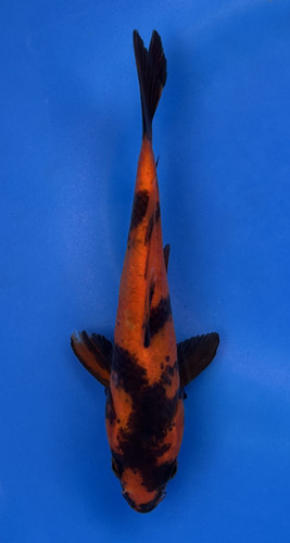 This 19cm Hi Utsuri from Marusei Koi farm has a stunning beni and sumi pattern. This 19cm Hi Utsuri from Marusei Koi farm has a stunning beni and sumi pattern.