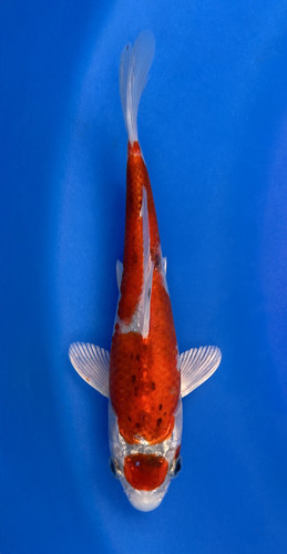 This 19cm Tancho Kujaku from Marusei Koi has a stunning metallic pattern with a red spot on its head This 19cm Tancho Kujaku from Marusei Koi has a stunning metallic pattern with a red spot on its head