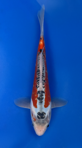 This 23cm Shusui from Marusei Koi farm has a stunning red and white pattern. This 23cm Shusui from Marusei Koi farm has a stunning red and white pattern.