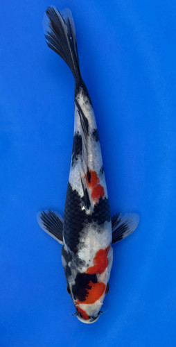 This 23cm Tancho Showa from Marusei Koi farm has a stunning mix red, white and black pattern. This 23cm Tancho Showa from Marusei Koi farm has a stunning mix red, white and black pattern.