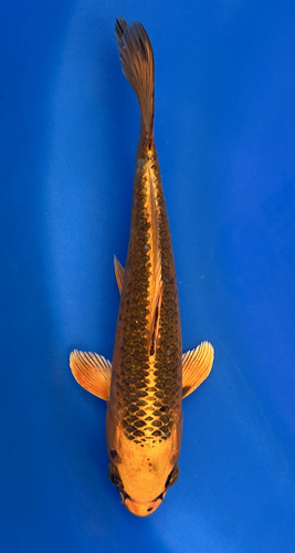 This 22cm Kin Matsuba from Marusei Koi farm has a stunning metallic beni pattern. This 22cm Kin Matsuba from Marusei Koi farm has a stunning metallic beni pattern.