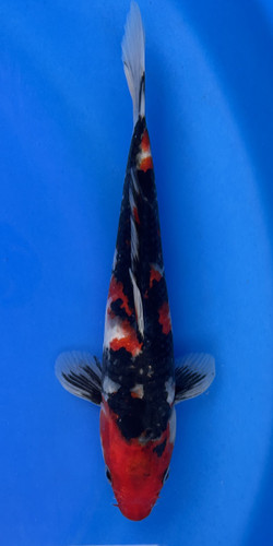 This 25cm Showa from Marusei Koi farm has a vibrant mix pattern of white, red, and black pattern. This 25cm Showa from Marusei Koi farm has a vibrant mix pattern of white, red, and black pattern.