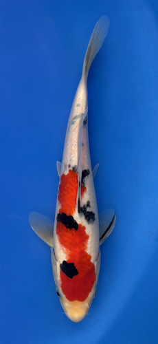 This 26cm Sanke from Marusei Koi farm has a stunning mix pattern. This 26cm Sanke from Marusei Koi farm has a stunning mix pattern.