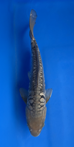 This 43cm Aragoke Soragoi from Ikarashi Toshinobu Koi farm has a stunning grey body with dragon like scales. This 43cm Aragoke Soragoi from Ikarashi Toshinobu Koi farm has a stunning grey body with dragon like scales.