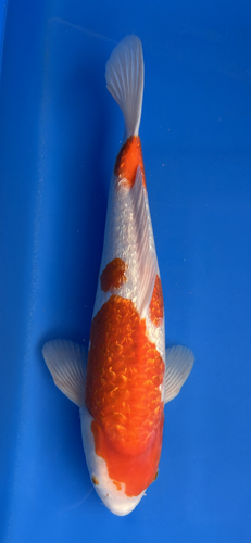 This 44cm Ginrin Kohaku from Ikarashi Toshinobu Koi farm has a shinning beni and shiro pattern. This 44cm Ginrin Kohaku from Ikarashi Toshinobu Koi farm has a shinning beni and shiro pattern.