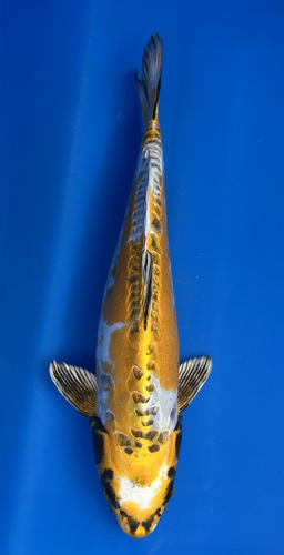 This 48cm Ki Kikokuryo from Ikarashi Toshinobu Koi farm has a stunning yellow and white body. This 48cm Ki Kikokuryo from Ikarashi Toshinobu Koi farm has a stunning yellow and white body.