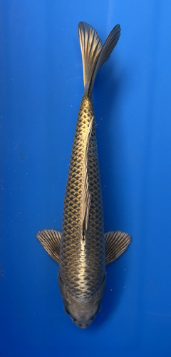 This 45cm Kin Kabuto from Ikarashi Toshinobu koi farm has striking metallic scales This 45cm Kin Kabuto from Ikarashi Toshinobu koi farm has striking metallic scales