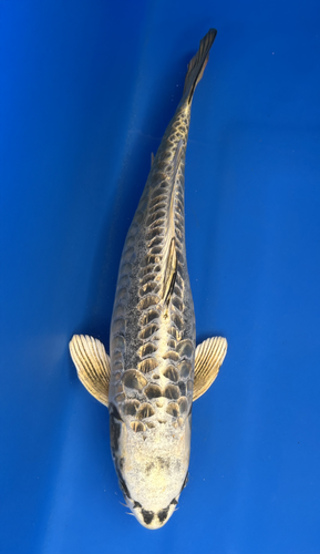 This 52cm Aragoke from Ikarashi Toshinobu Koi Farm has striking gold, black, and white scales This 52cm Aragoke from Ikarashi Toshinobu Koi Farm has striking gold, black, and white scales
