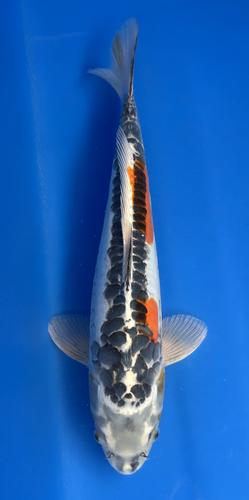 This 41cm Gin Shusui from Ikarashi Toshinobu has stunning red, black, and white scales This 41cm Gin Shusui from Ikarashi Toshinobu has stunning red, black, and white scales