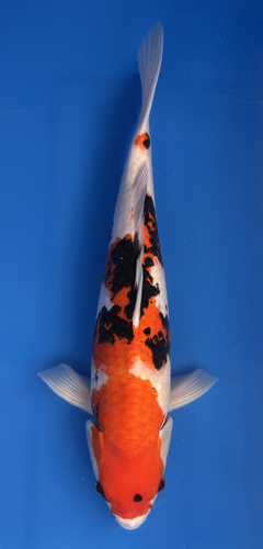 This 48cm Sumi Zakura from Ikarashi Toshinobu Koi Farm, has stunning red, black and white patterns This 48cm Sumi Zakura from Ikarashi Toshinobu Koi Farm, has stunning red, black and white patterns