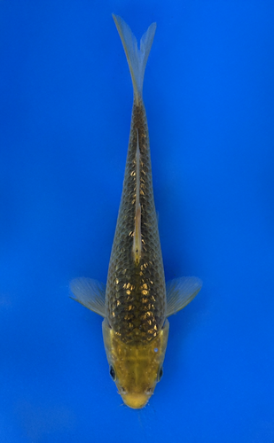 This 17cm Golden Corn from Taniguchi Koi Farm has bright metallic yellow, and black colors This 17cm Golden Corn from Taniguchi Koi Farm has bright metallic yellow, and black colors
