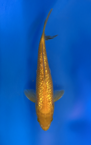 This 22cm Golden Corn from Taniguchi Koi Farm is bright metallic yellow This 22cm Golden Corn from Taniguchi Koi Farm is bright metallic yellow
