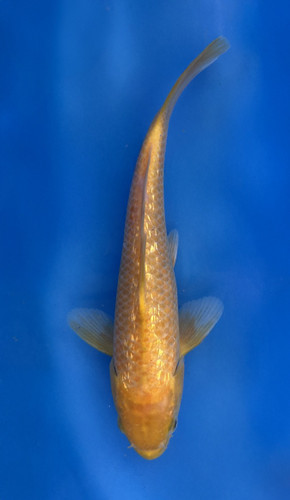 This 20cm Golden Corn from Taniguchi Koi Farm is bright metallic yellow This 20cm Golden Corn from Taniguchi Koi Farm is bright metallic yellow