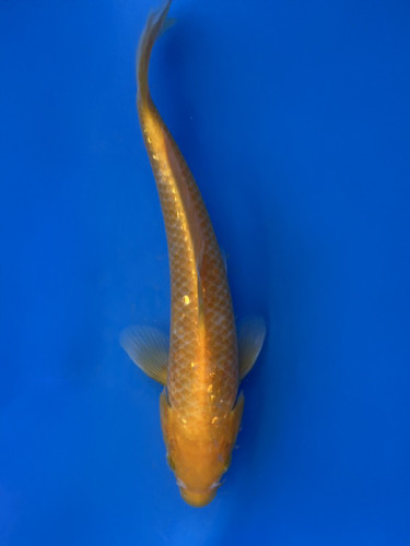 This 24cm Golden Corn from Taniguchi Koi Farm is bright metallic yellow This 24cm Golden Corn from Taniguchi Koi Farm is bright metallic yellow