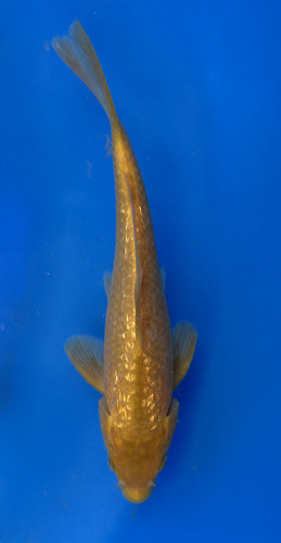 This 23cm Golden Corn from Taniguchi Koi Farm is bright metallic yellow This 23cm Golden Corn from Taniguchi Koi Farm is bright metallic yellow
