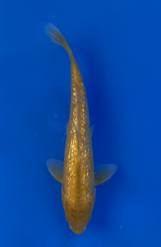 This 23cm Golden Corn from Taniguchi Koi Farm is bright metallic yellow This 23cm Golden Corn from Taniguchi Koi Farm is bright metallic yellow