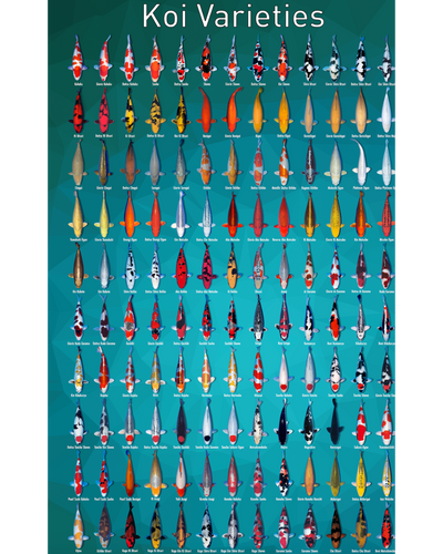 Koi Variety Poster Koi Variety Poster