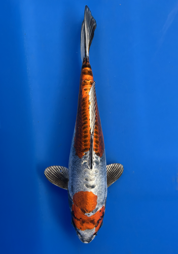 This 33cm Beni Kikokuryu from Aokiya Koi farm has a stunning aragoke like pattern. This 33cm Beni Kikokuryu from Aokiya Koi farm has a stunning aragoke like pattern.