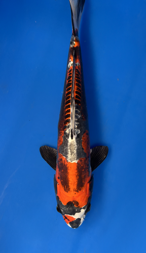 This 38cm Beni Kikokuryu from Aokiya Koi farm has a stunning aragoke like pattern. This 38cm Beni Kikokuryu from Aokiya Koi farm has a stunning aragoke like pattern.