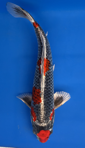 This 36cm Beni Ginga from Aokiya Koi farm has a stunning beni pattern. This 36cm Beni Ginga from Aokiya Koi farm has a stunning beni pattern.