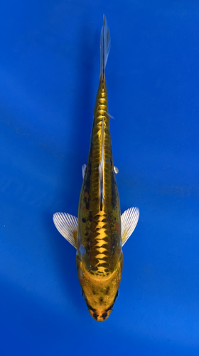 This 15cm Yellow Dragon from Aokiya Koi farm has a stunning yellow body with black scales on its back. This 15cm Yellow Dragon from Aokiya Koi farm has a stunning yellow body with black scales on its back.