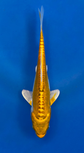 This 15cm Yellow Dragon from Aokiya Koi farm has a stunning yellow body with black scales on its back. This 15cm Yellow Dragon from Aokiya Koi farm has a stunning yellow body with black scales on its back.