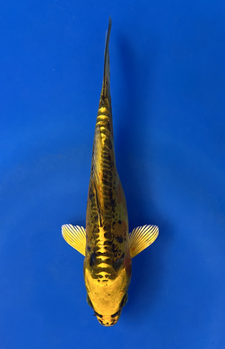 This 15cm Yellow Dragon from Aokiya Koi farm has a stunning yellow body with black scales on its back. This 15cm Yellow Dragon from Aokiya Koi farm has a stunning yellow body with black scales on its back.