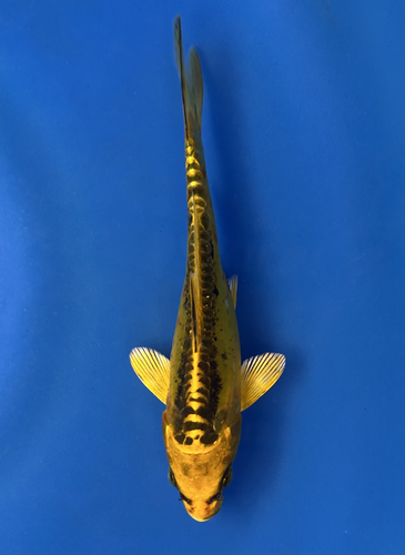 This 17cm Yellow Dragon from Aokiya Koi farm has a stunning yellow body with black scales on its back. This 17cm Yellow Dragon from Aokiya Koi farm has a stunning yellow body with black scales on its back.
