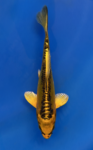 This 17cm Yellow Dragon from Aokiya Koi farm has a stunning yellow body with black scales on its back. This 17cm Yellow Dragon from Aokiya Koi farm has a stunning yellow body with black scales on its back.