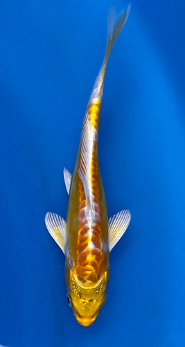 This 17cm Yellow Dragon from Aokiya Koi farm has a stunning yellow body with white scales on its back. This 17cm Yellow Dragon from Aokiya Koi farm has a stunning yellow body with white scales on its back.