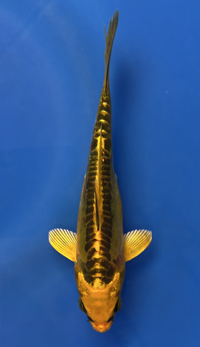 This 14cm Yellow Dragon from Aokiya Koi farm has a stunning yellow body with black scales on its back. This 14cm Yellow Dragon from Aokiya Koi farm has a stunning yellow body with black scales on its back.