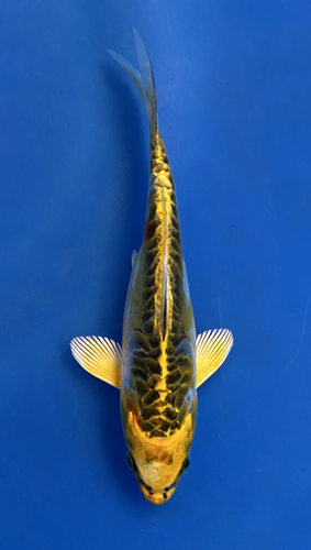 This 14cm Yellow Dragon from Aokiya Koi farm has a stunning yellow body with black scales on its back. This 14cm Yellow Dragon from Aokiya Koi farm has a stunning yellow body with black scales on its back.